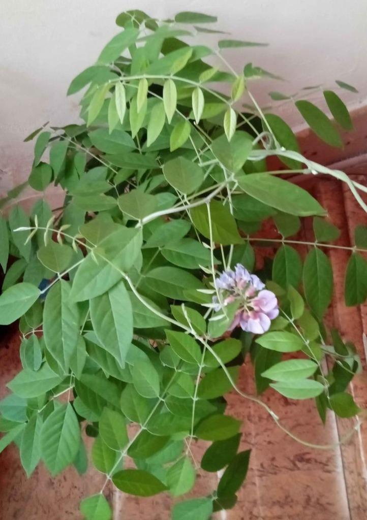 Glycine, Enlèvement