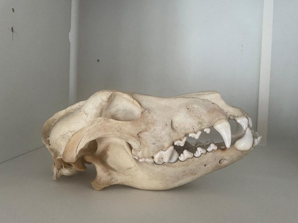 Crâne de chien, Enlèvement, Chien ou Chat, Crâne
