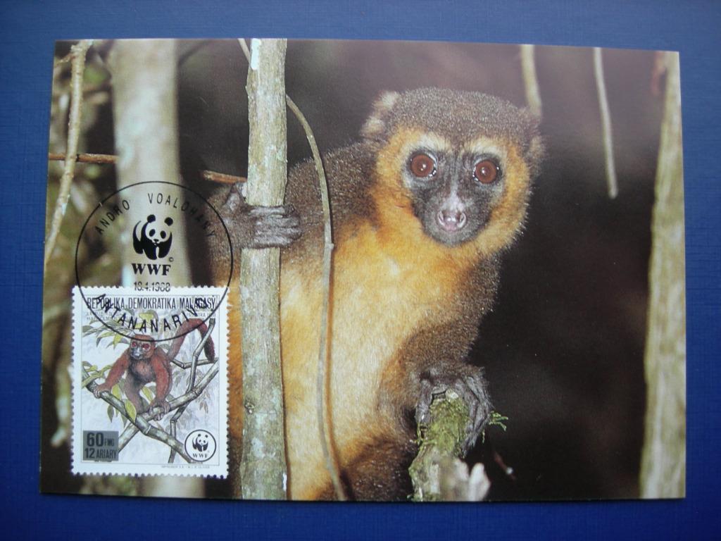 Carte-maxi WWF, Madagascar, Lemuriens., Envoi, Autres pays, Affranchi