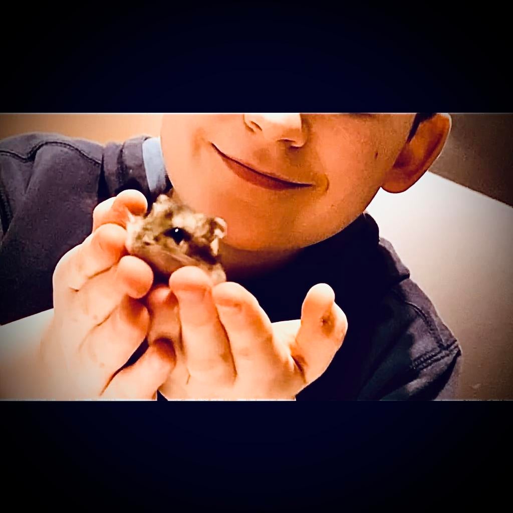 Superlieve gesocialiseerde Dwerghamstertjes  (9-14 weken), Hamster, November, Meerdere dieren, Tam