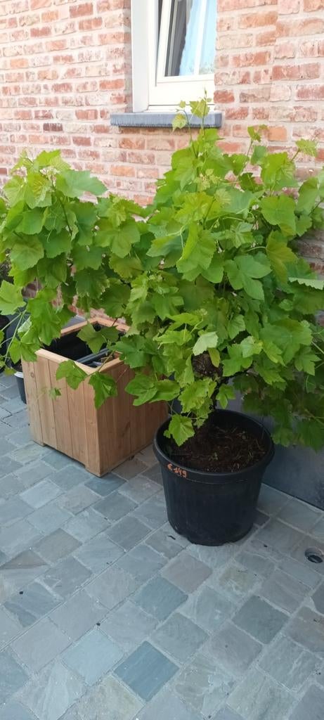 ‼️prachtige druivelaars ‼️, Jardin & Terrasse, Plantes | Arbres, Enlèvement