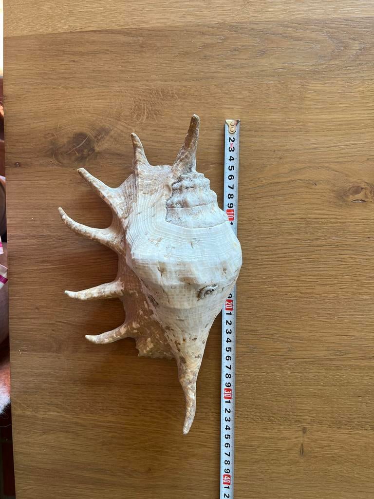 Belle carapace d'araignée, Enlèvement, Coquillage(s)