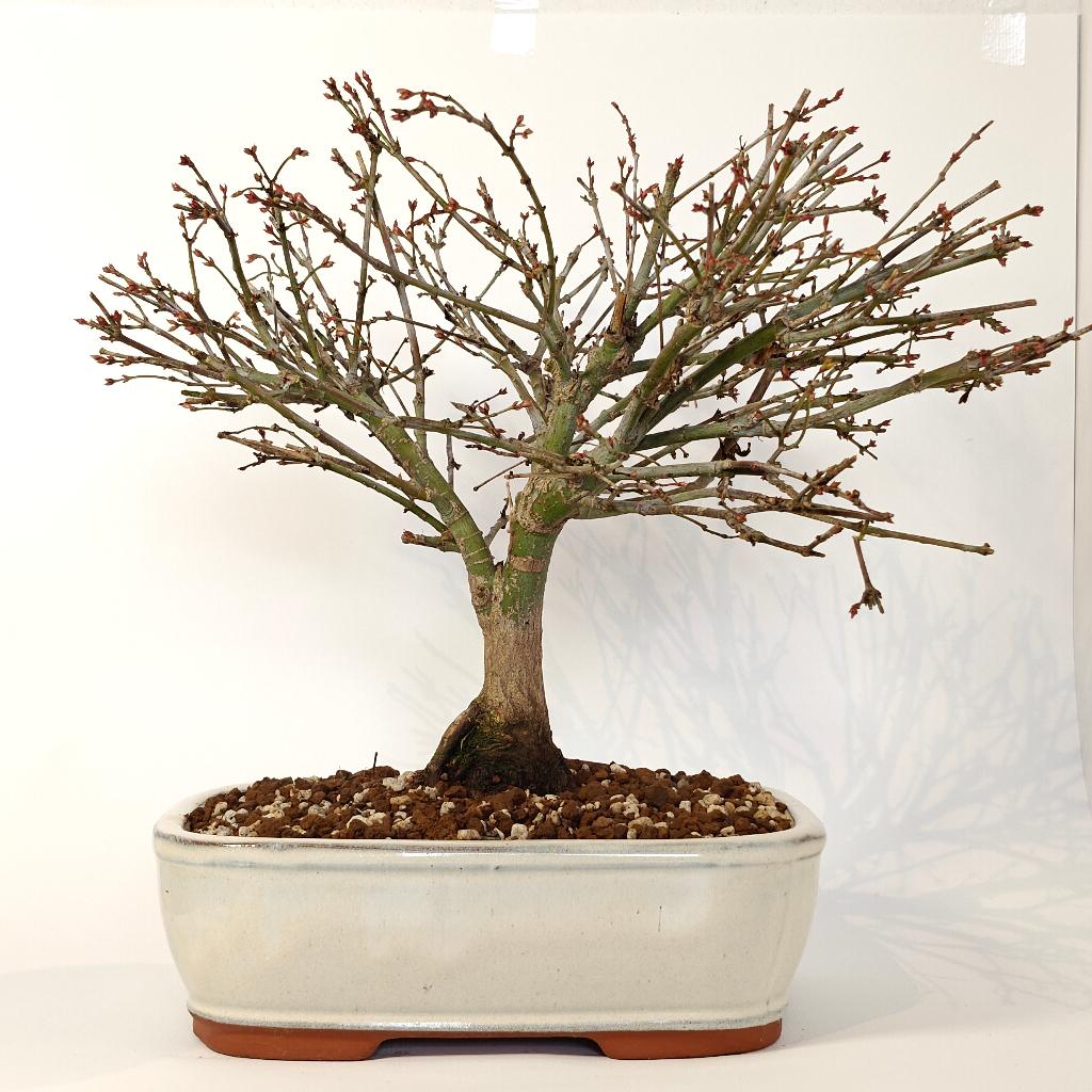 Japanse esdoorn 'Kiyohime' bonsai, Tuin en Terras, Planten | Bomen, In pot, Bloeit niet, Halfschaduw, Minder dan 100 cm