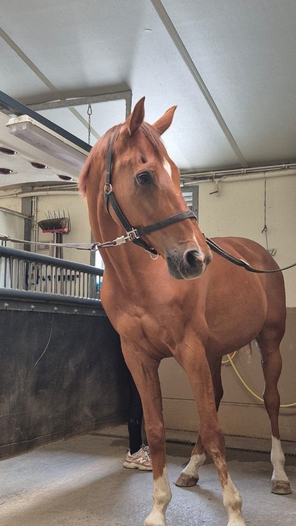 17 jarige schoolmaster dressuur te koop/eventueel te ruil, Animaux & Accessoires, Chevaux & Poneys | Selles, Utilisé, Dressage