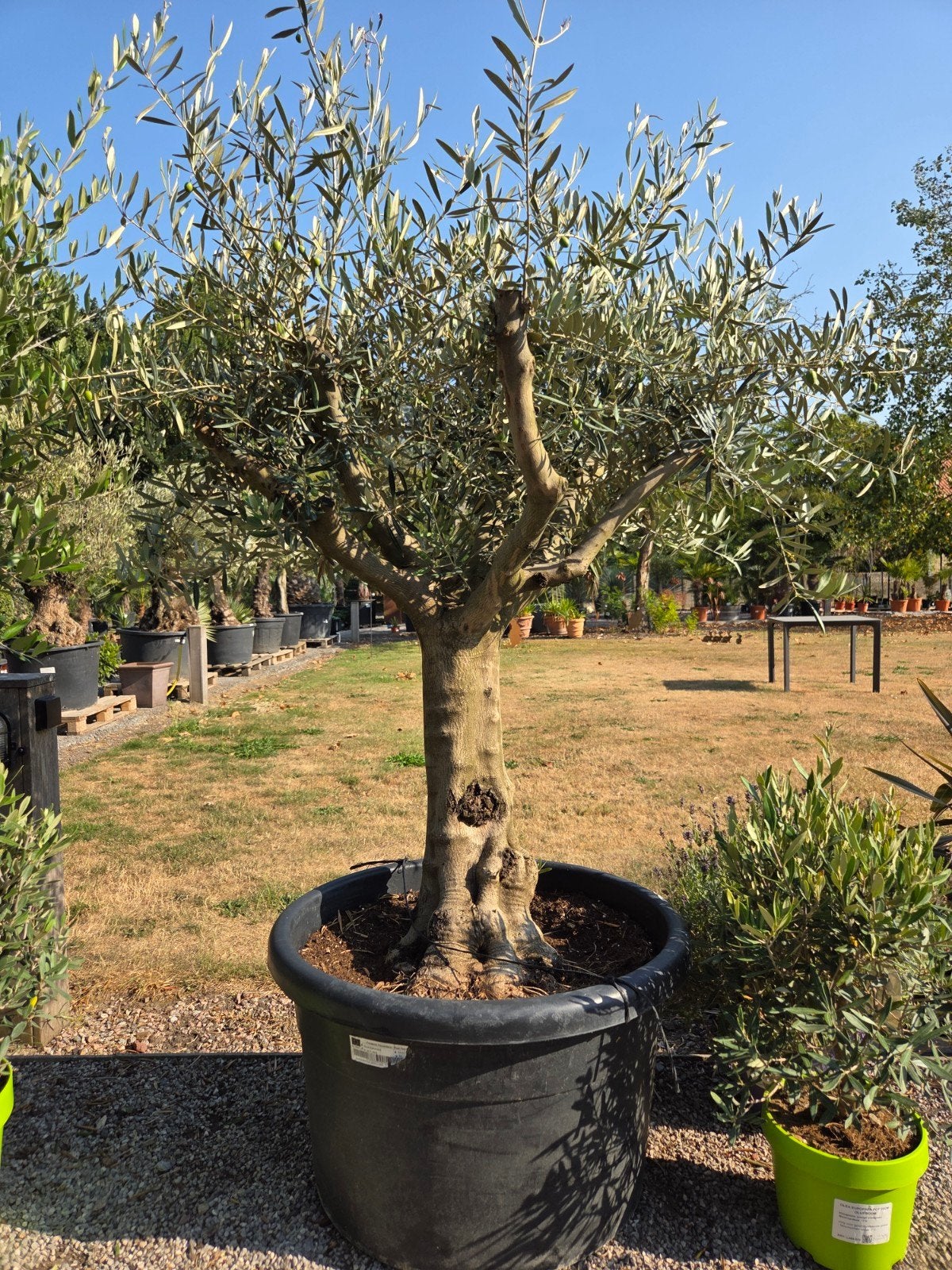 Mooi vertakte olijfboom Olea Europaea, Jardin & Terrasse, Plantes | Arbres, Enlèvement, Olivier