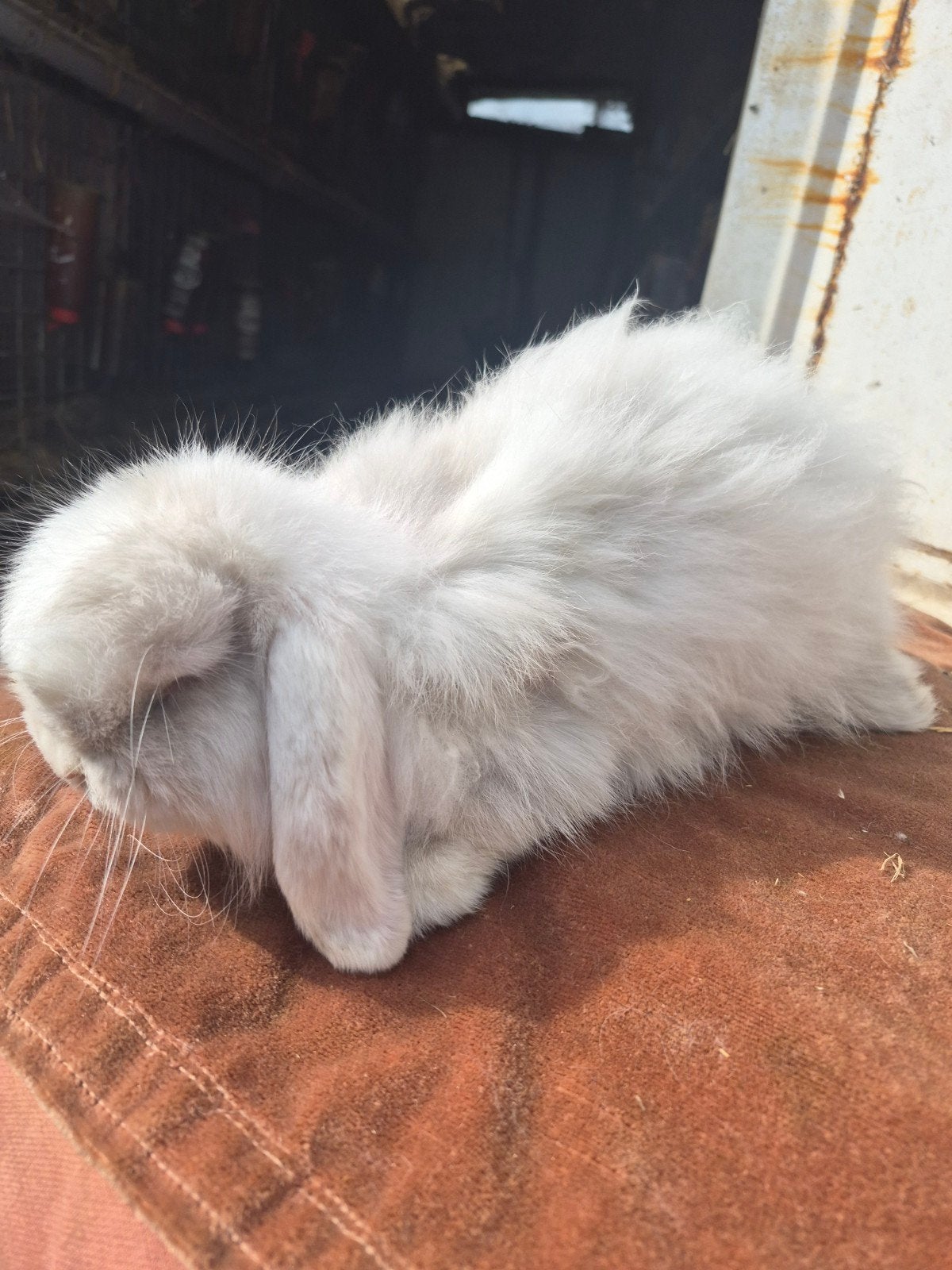 Nederlandse hangoor  angora voedster, Dieren en Toebehoren, Konijnen, Hangoor