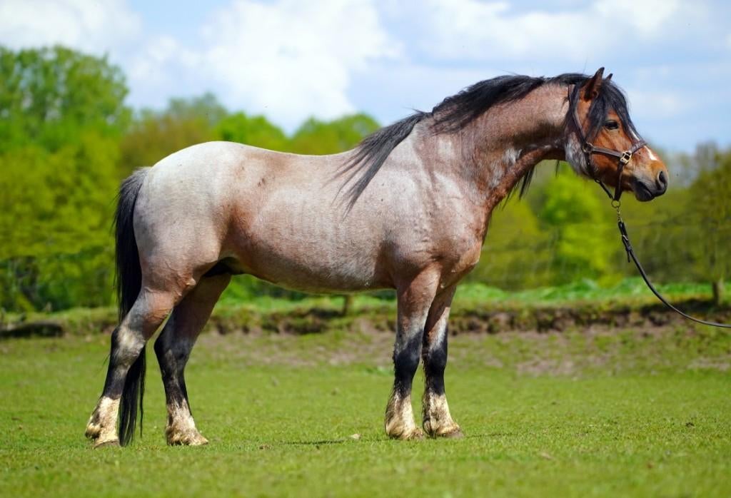 Welsh A dekhengst, bruin roan - te huur, Hengst