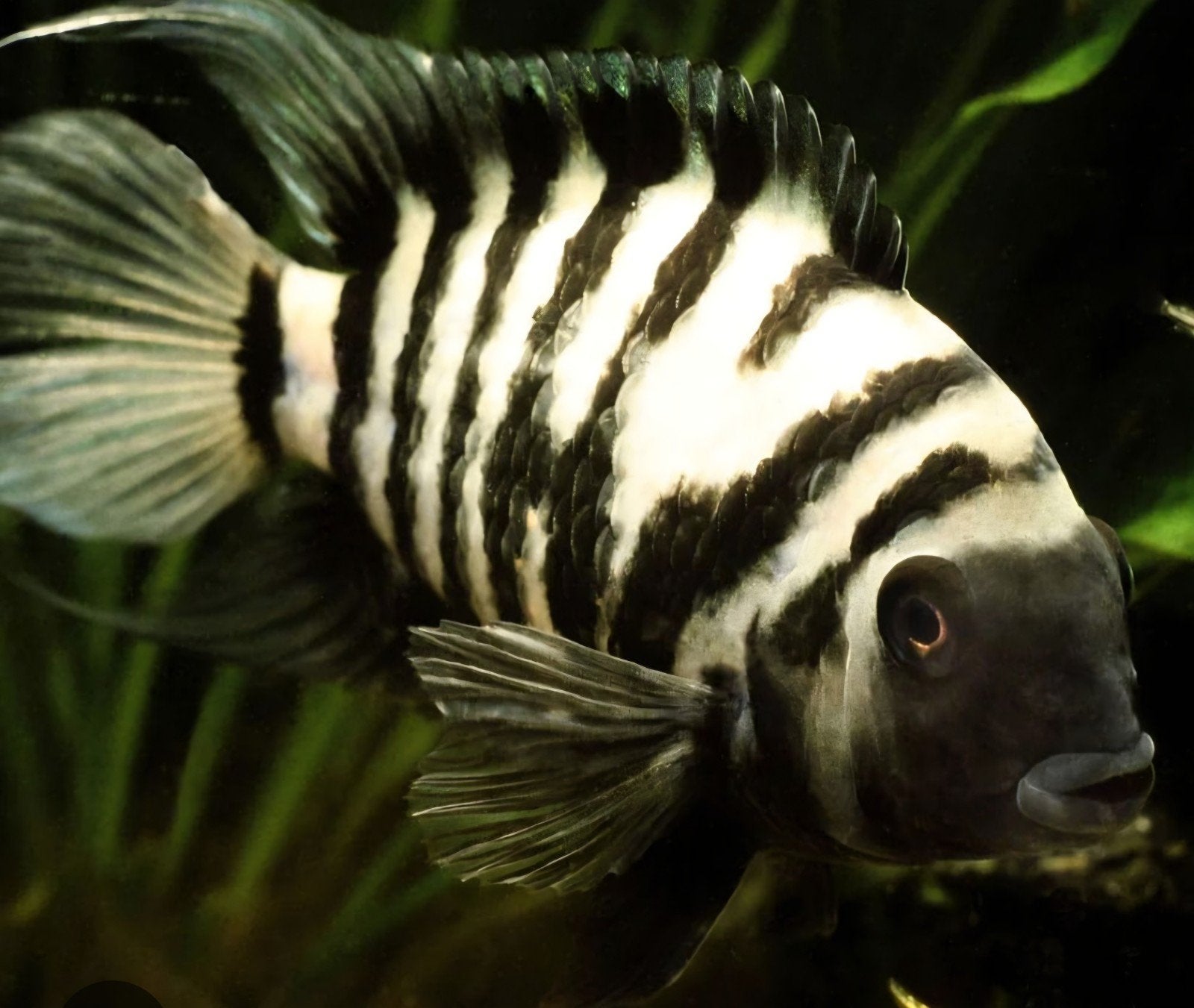 Cinvict cichlide