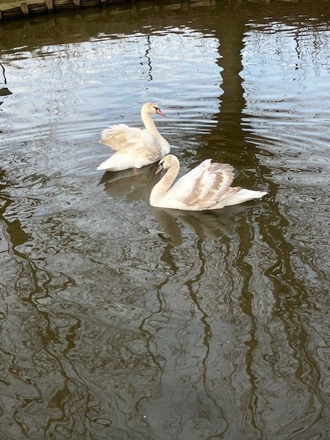 Knobbelzwanen witte zwanen te koop, Meerdere dieren