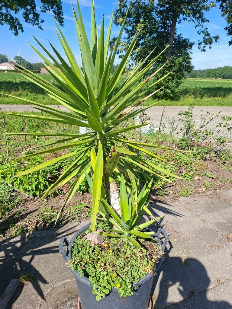 planten, Tuin en Terras, Volle zon, Vaste plant, Bloeit niet, Ophalen