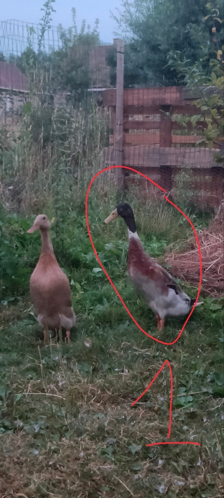 2 mannetjes loopeenden, Eend