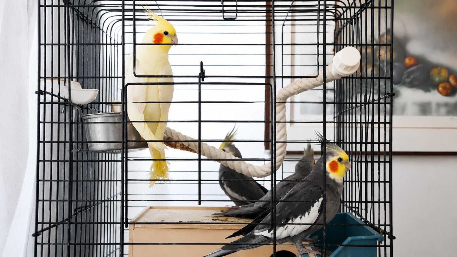 Couple calopsitte reproducteur, Animaux & Accessoires