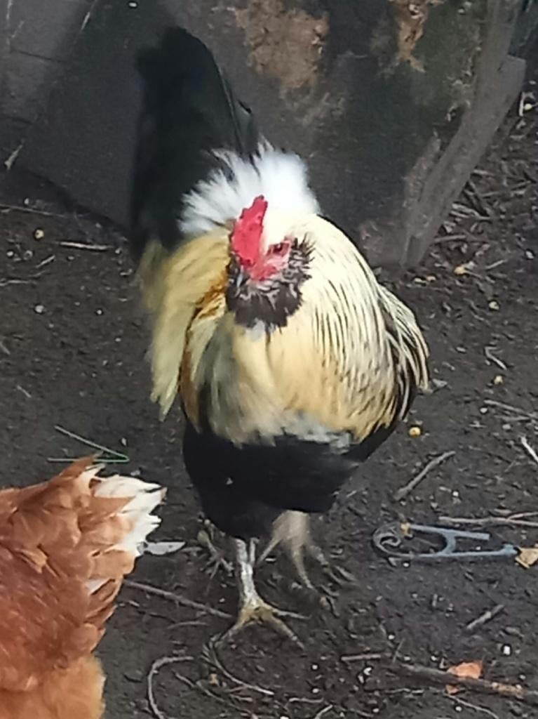 Fokkoppel Tarwekleur Araucanas met baard en staart, Dieren en Toebehoren, Pluimvee, Meerdere dieren, Kip
