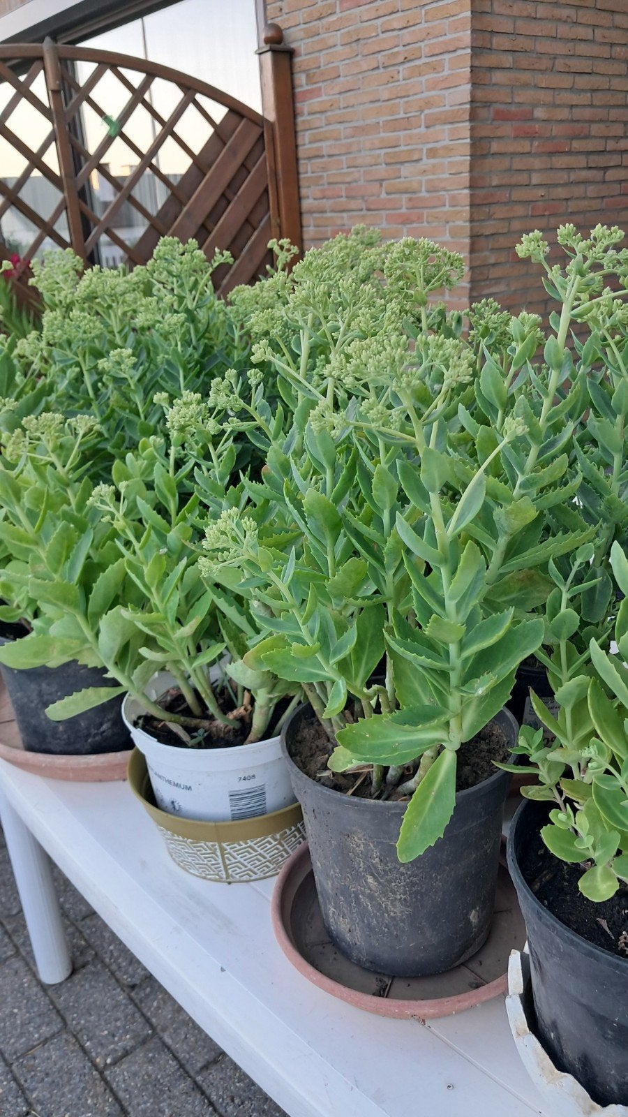 Mooie vaste planten Sedum herbstfreude in pot, Tuin en Terras, Planten | Tuinplanten, Ophalen, Herfst, Vaste plant