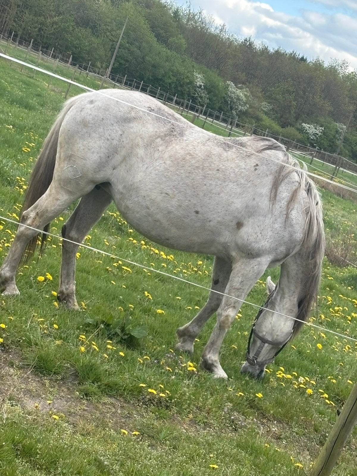 Knappe spaanse merrie, Dieren en Toebehoren, Merrie