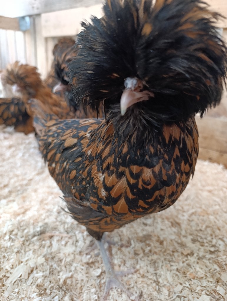 Brahma , zijdehoen , cochin , kleurleggers ...4+1 GRATIS, Vrouwelijk, Kip