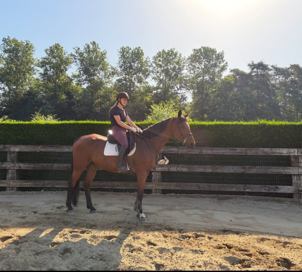 6 jarige mooie merrie, Débourré, 165 à 170 cm, Avec pedigree, Cheval de saut