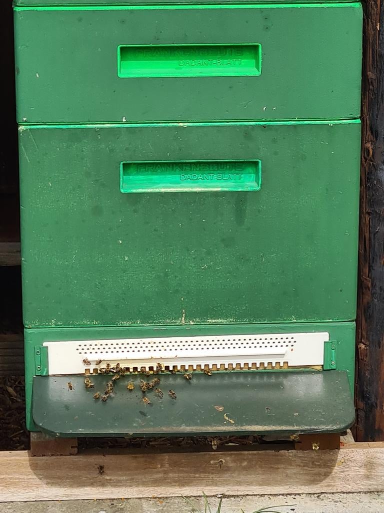 Bijenvolken duits normaal en simplex, Bijen