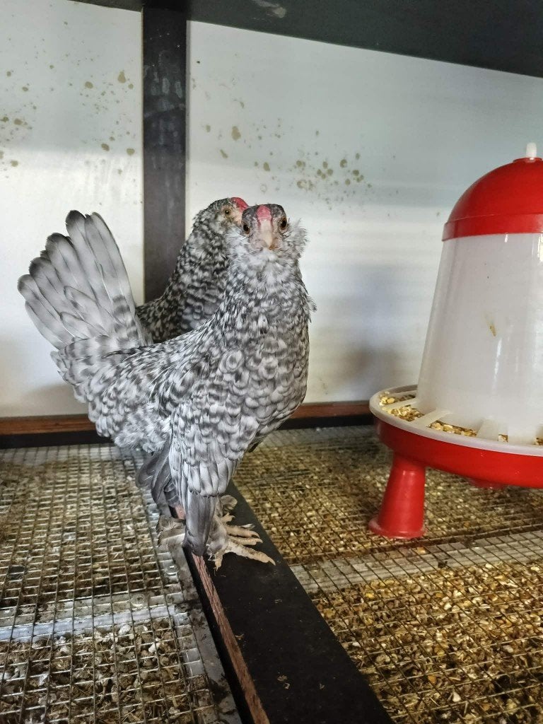 Baardkriel hanen - Koekoek, Animaux & Accessoires, Mâle, Poule ou poulet