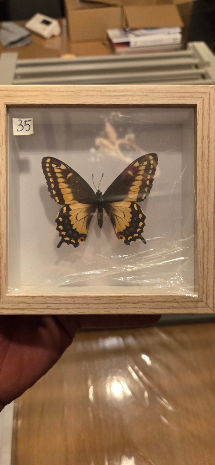papilio polyxenes stabilis ecuador, Verzamelen, Ophalen