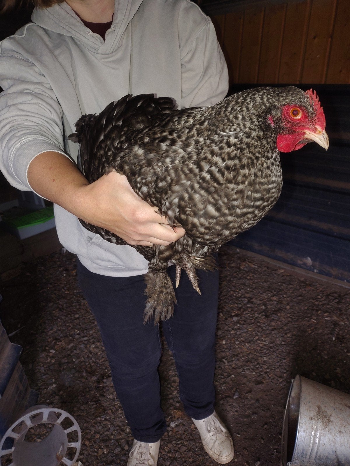 Mechelse koekoek, Plusieurs animaux