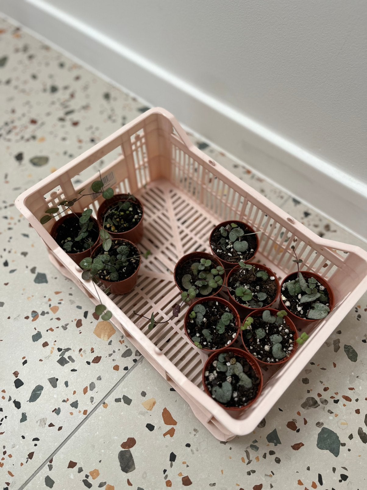 Ceropegia woodii (silver), Maison & Meubles, Plantes d'intérieur, Autres espèces, En pot, Plein soleil, Plante à fleurs