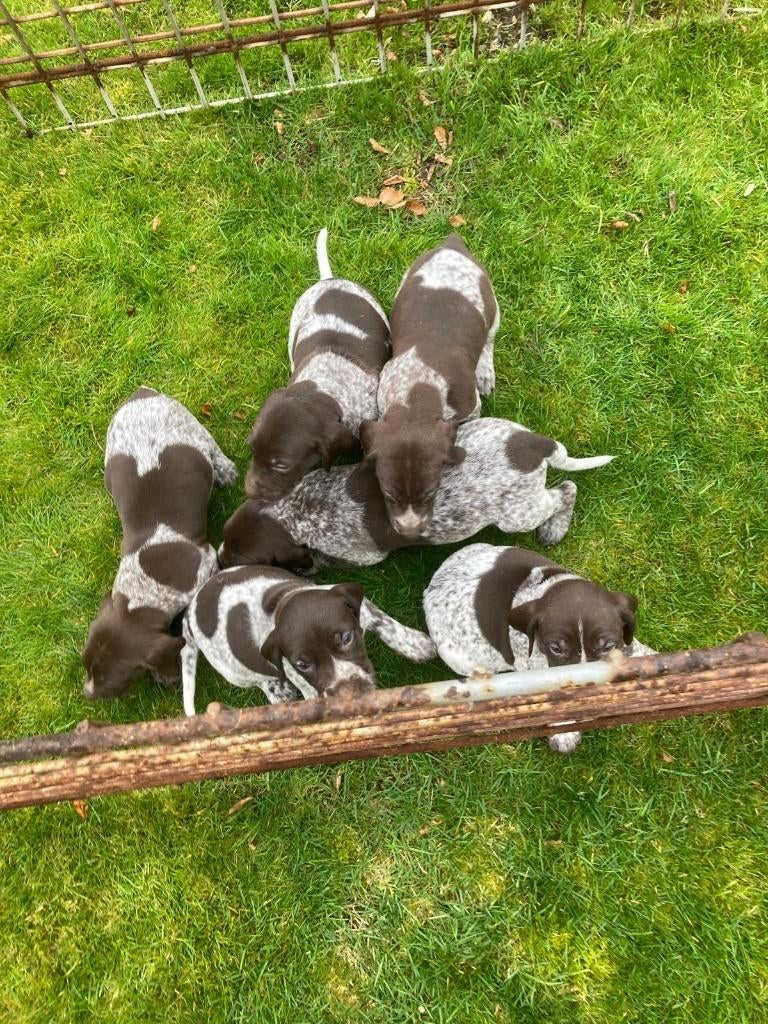 Duitse staande korthaar pups, Dieren en Toebehoren, Duitse Staande hond, België, Fokker | Hobbymatig, 8 tot 15 weken