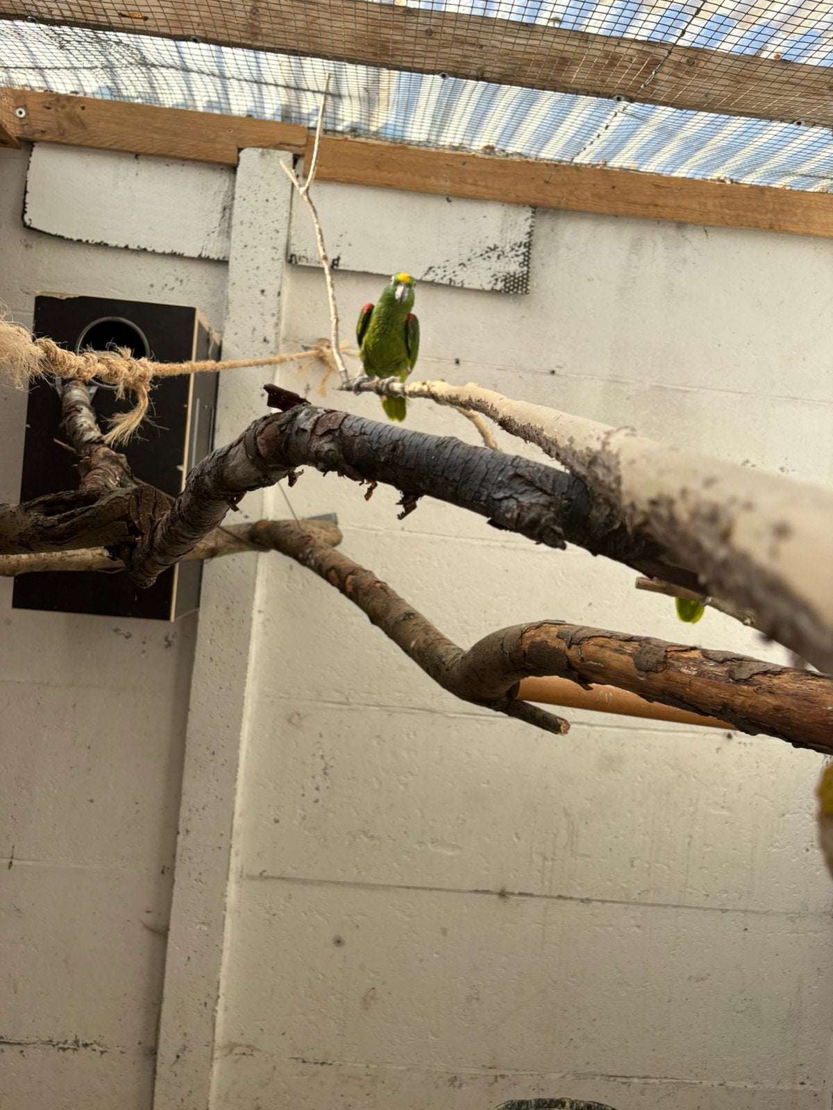 Koppel amazone, Dieren en Toebehoren