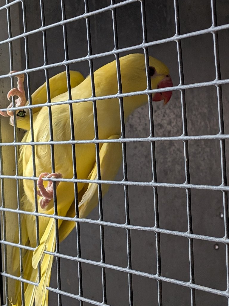 Gele halsbanden, Geslacht onbekend, Parkiet, Geringd