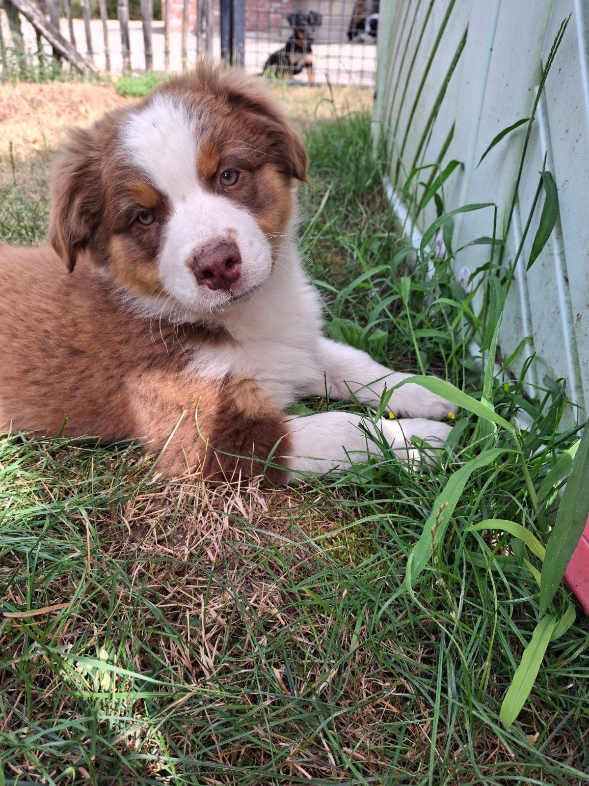 Raszuivere Australische herder pups, België, Particulier, CDV (hondenziekte), 8 tot 15 weken