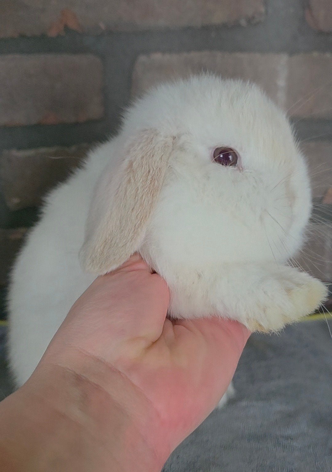 Minilop, Dieren en Toebehoren, Konijnen, Dwerg, Mannelijk, 0 tot 2 jaar, Hangoor