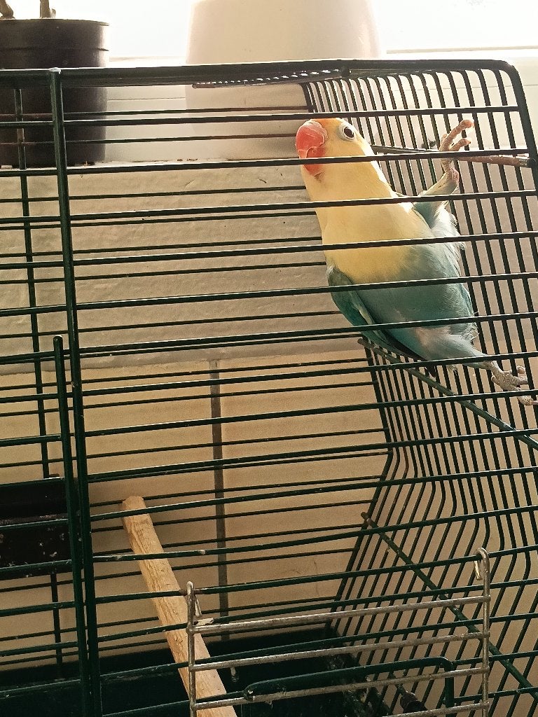 Agapornis (dwergpapegaai)., Dieren en Toebehoren