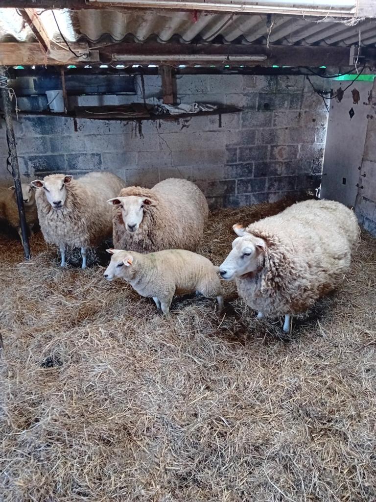 Geiten en schaap te koop, Janvier, Femelle