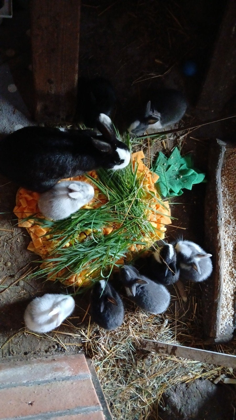 8 bébés lapins à vendre, Animaux & Accessoires, Enlèvement