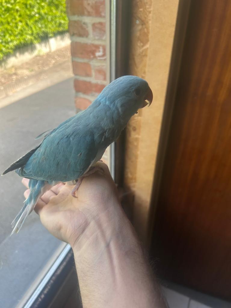 Heel tamme lieve Halsbandparkiet te koop, Dieren en Toebehoren, Vogels | Parkieten en Papegaaien, Mannelijk, Parkiet, Tam
