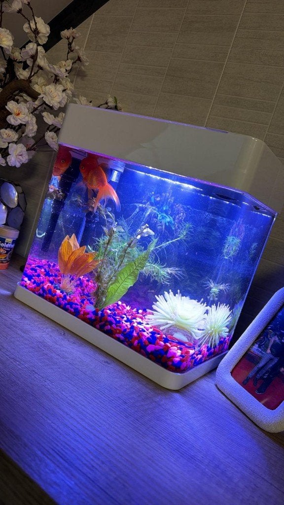 Compleet Aquarium met LED Verlichting & Toebehoren, Ophalen, Inclusief deksel, Nieuw, Decoratie
