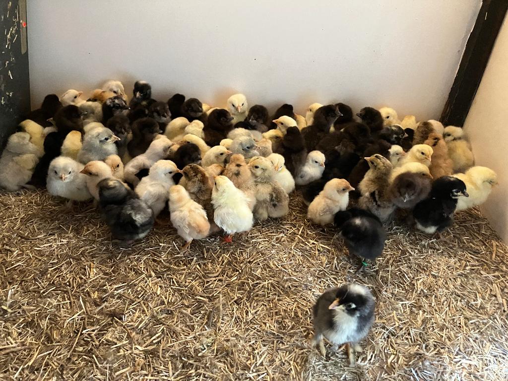 kippenkuikens verschillende rassen, Dieren en Toebehoren, Pluimvee, Geslacht onbekend, Kip