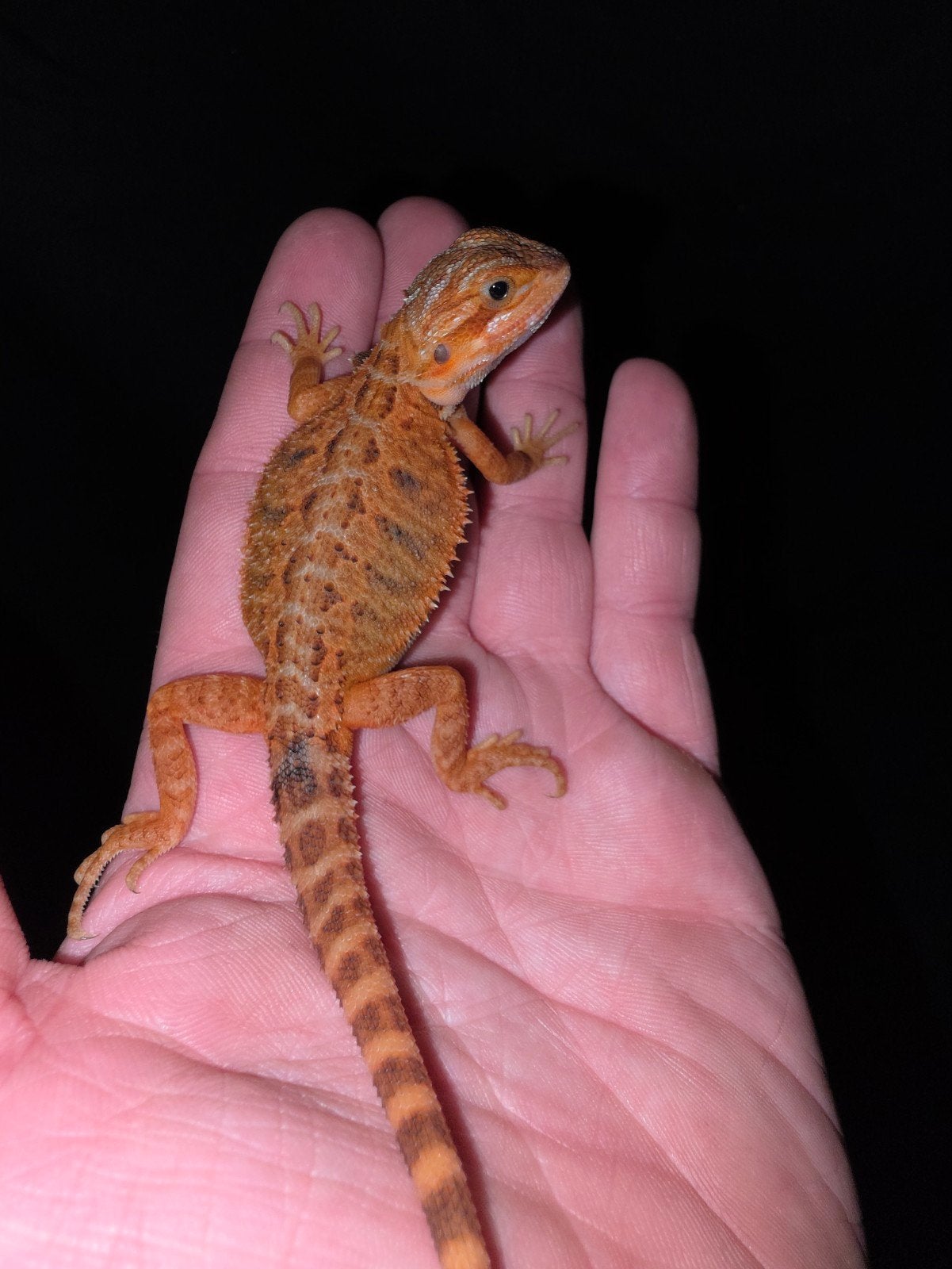 dragon barbu tigre, mâle, partiellement trans, orange, Lézard, Domestique, 0 à 2 ans