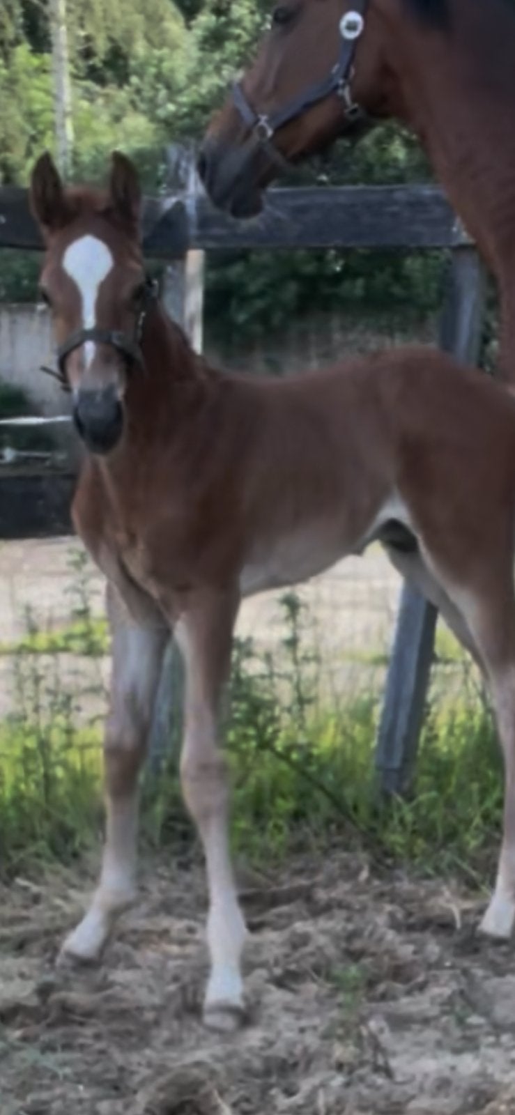 Hengstveulen Tobago x Vigo, Dieren en Toebehoren, Paarden, Hengst, Z, Springpaard