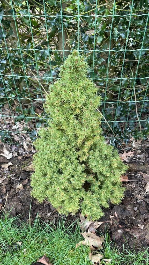 Witte spar ca 30 cm, Jardin & Terrasse, Plantes | Arbustes & Haies, Enlèvement, Conifère, Arbuste, Moins de 100 cm