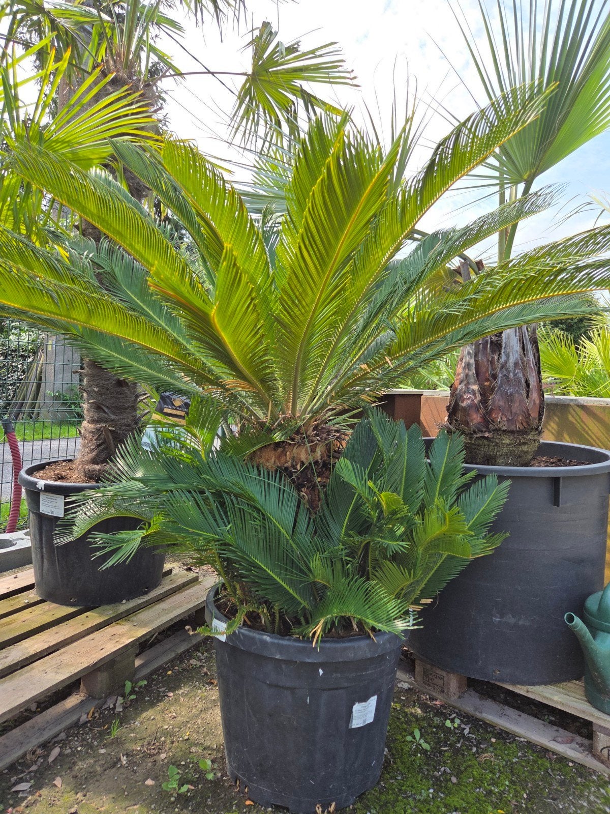 Palmboom Cycas Revoluta, Tuin en Terras, Planten | Tuinplanten, Ophalen