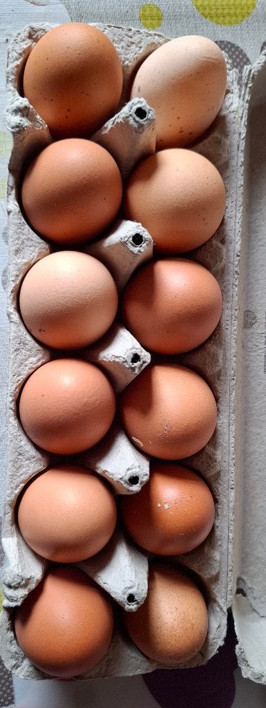 Verse scharreleieren, Divers, Produits alimentaires, Enlèvement