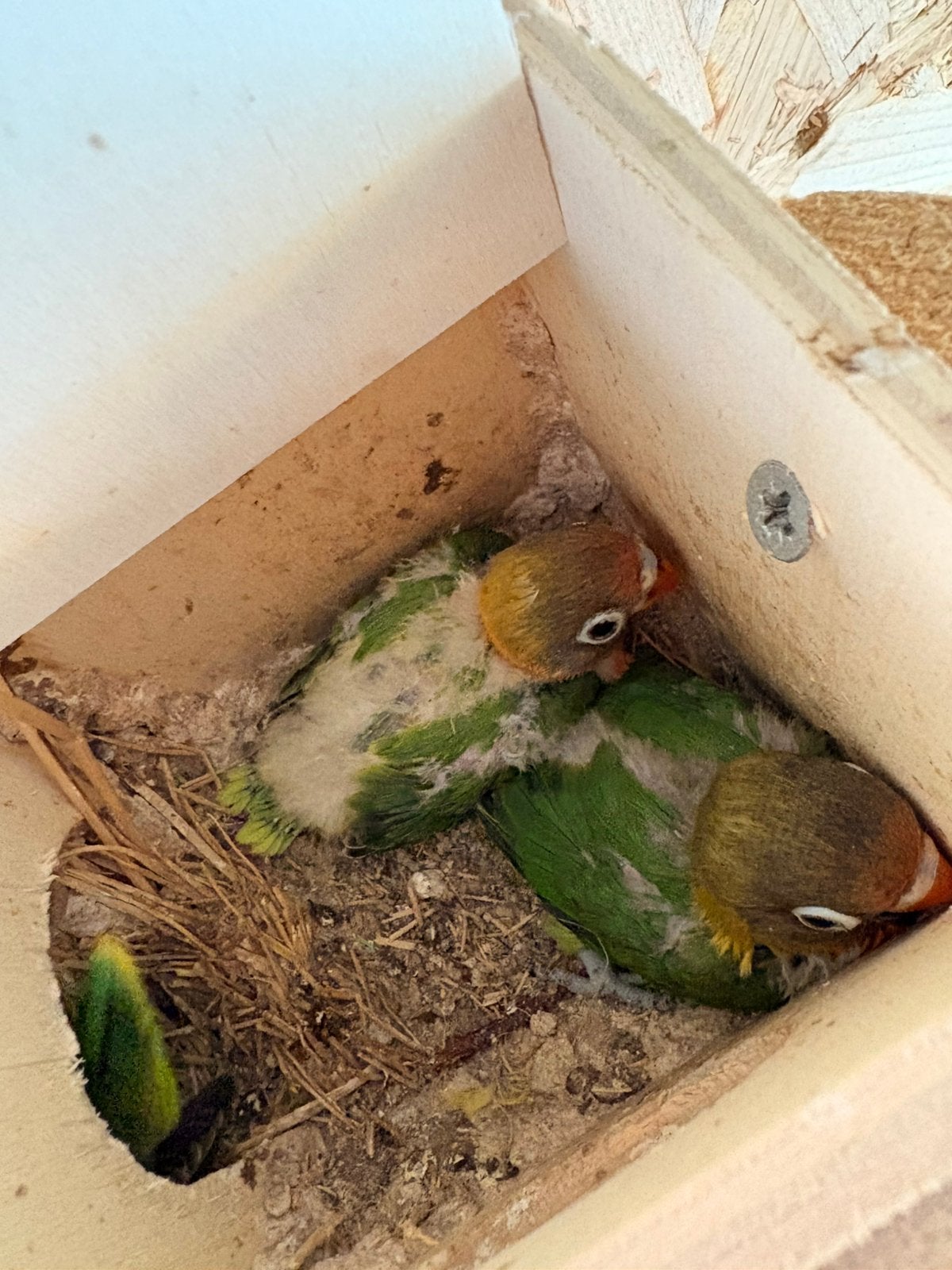 2 jonge dwergpapegaaien, Dieren en Toebehoren, Dwergpapegaai of Agapornis