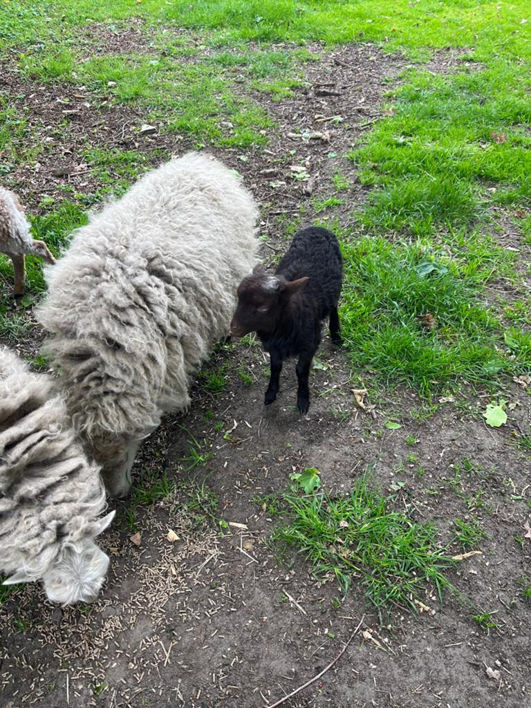 Ouessant schaapjes te koop., Plusieurs animaux, Mouton, 0 à 2 ans