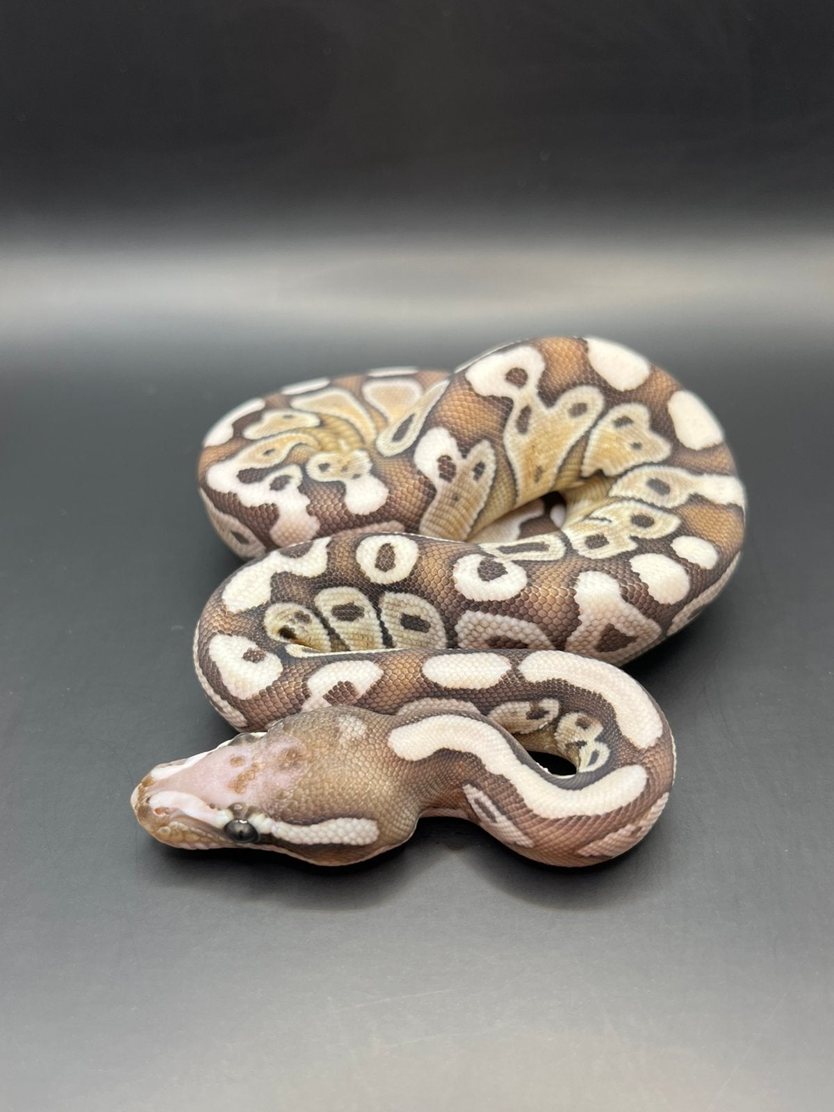 Sale Antwerpen Div.Koningspythons,Ball Python,Python Regius Ball Python photo 4