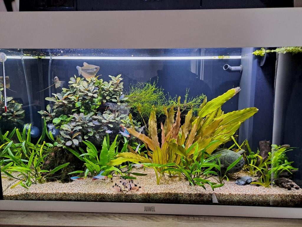 JUWEL aquarium Rio 125 LED + vissen, planten en inrichting, Dieren en Toebehoren, Vissen | Aquaria en Toebehoren, Ophalen, Filter