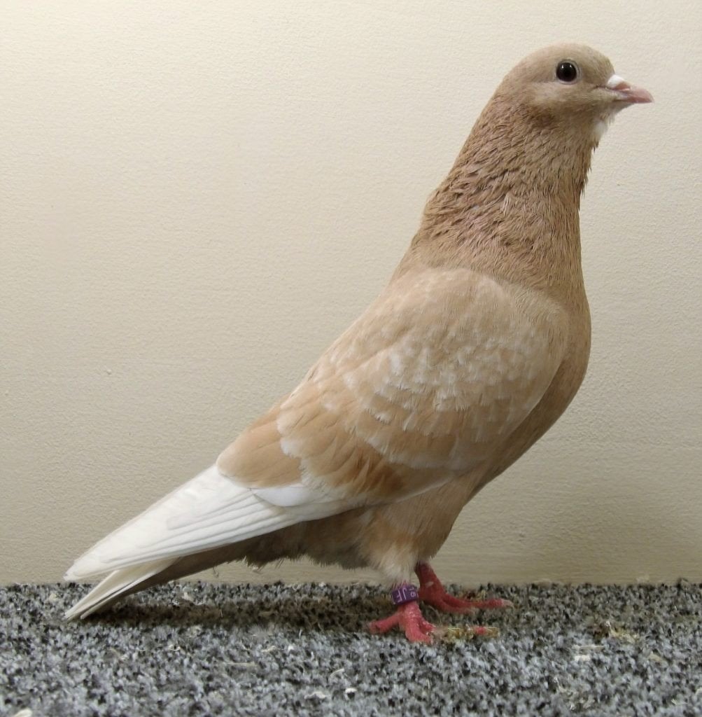 duiven te koop kleurslag geel, Dieren en Toebehoren