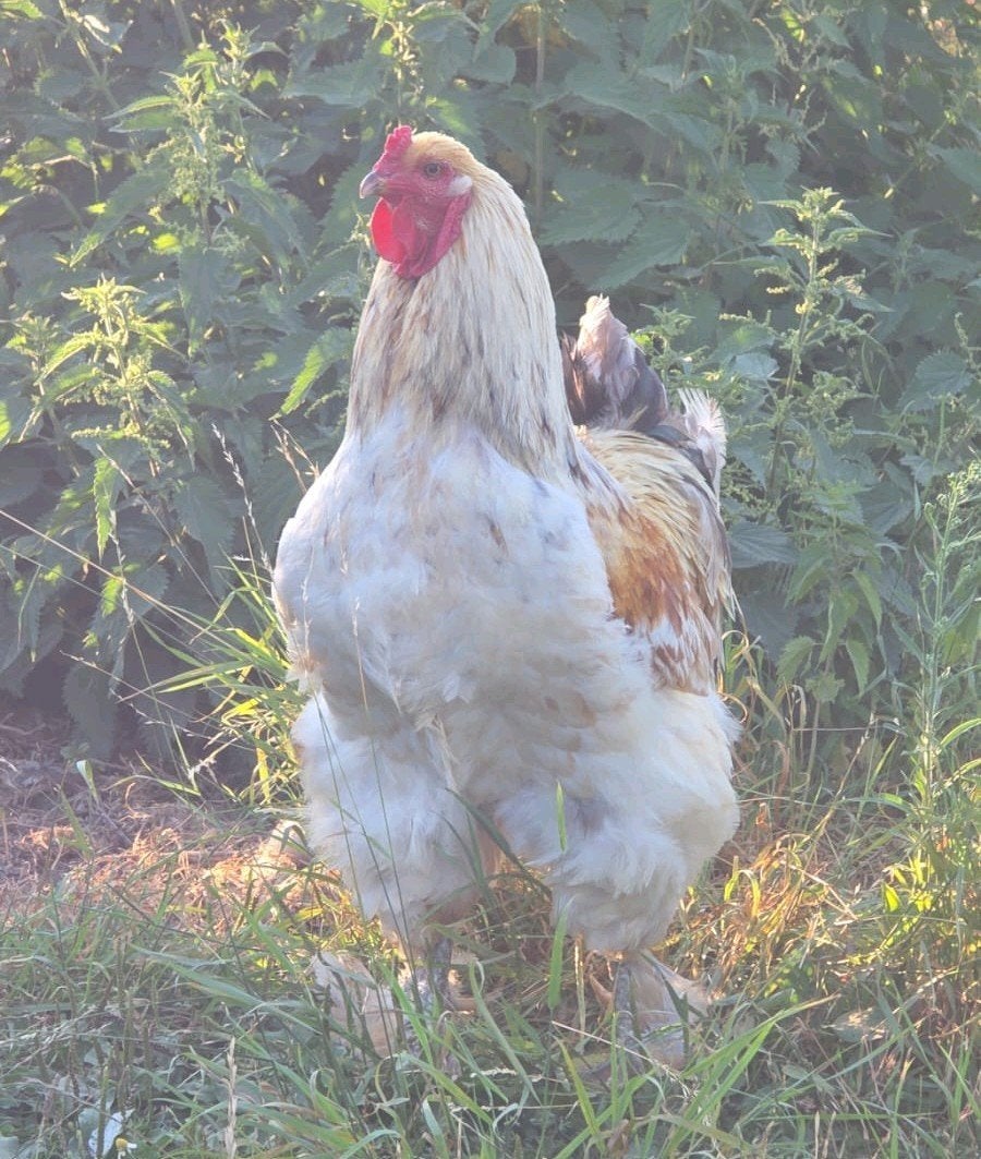 Brahma haan