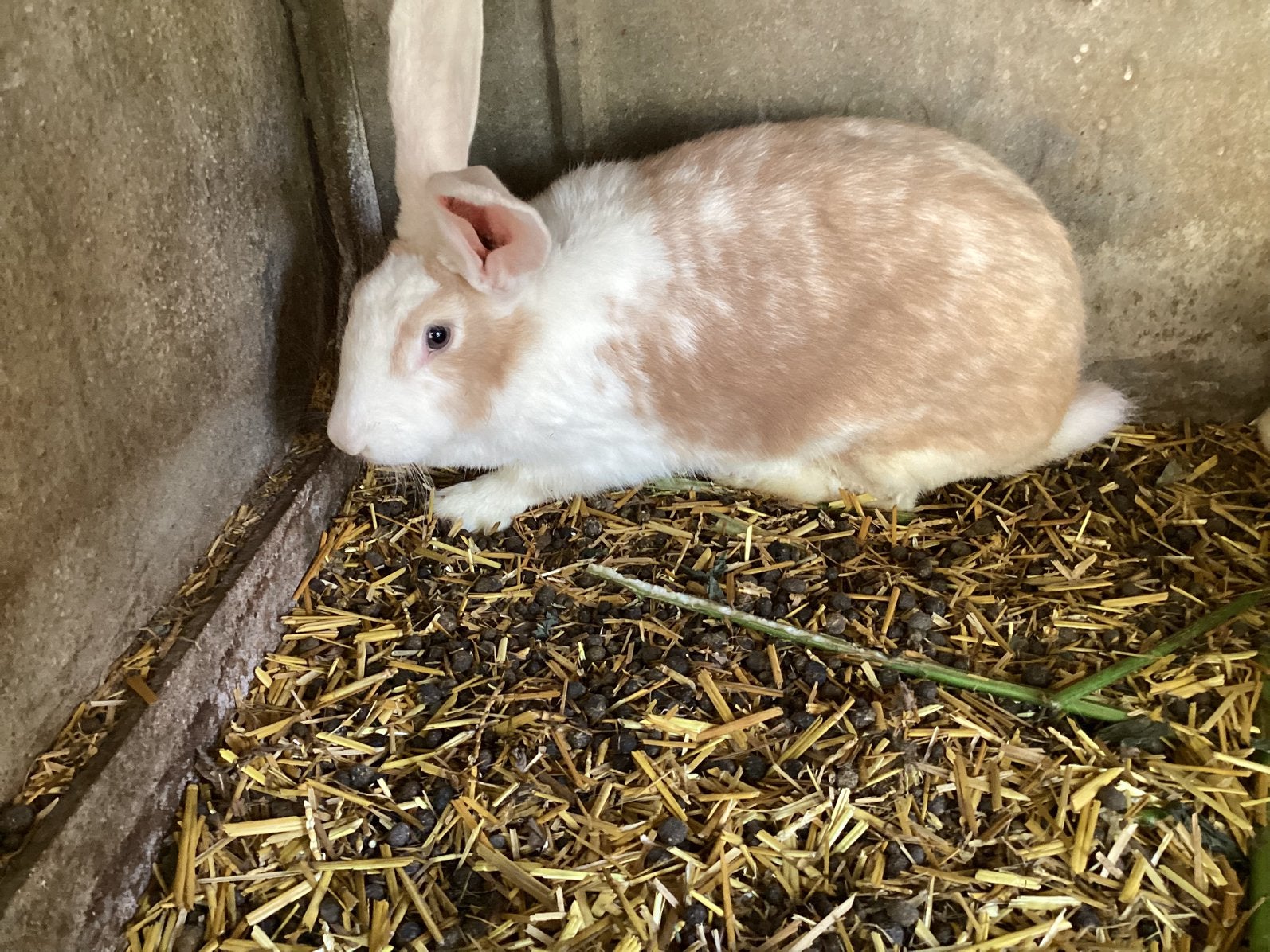 Lapin à viande