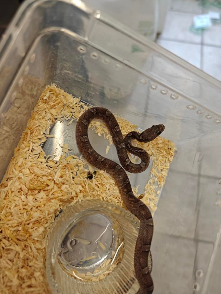 Rat Snake en étain